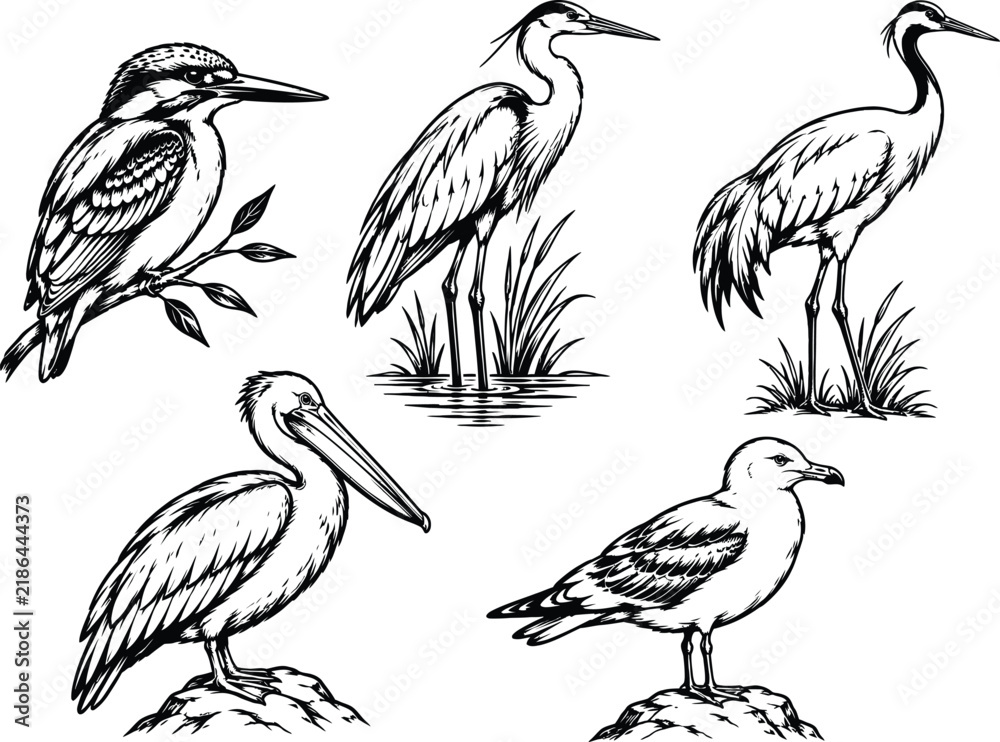 Obraz premium Collection of five birds depicted in a detailed black and white vector style