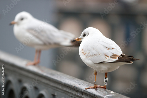 Bild auf Leinwand Banded black-headed gull (Chroicocephalus ridibundus) on city railing