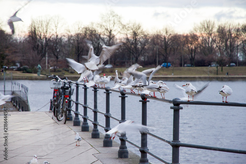 Quadro su tela Flock of Chroicocephalus ridibundus gulls in a winter city park, Hamburg, Germany