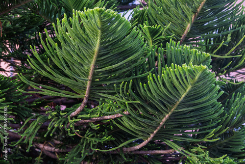 Green Norfolk Island Pine Branches Close-Up Foliage Texture Evergreen Needles Tropical Tree