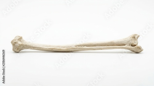 Detailed Animal Bone Against A Clean White Background