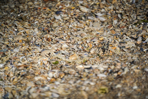 Foto Close-up of numerous colorful sea shells and pebbles washed ashore on a sunny beach, showcasing natural marine texture, summer tranquility, and coastal beauty