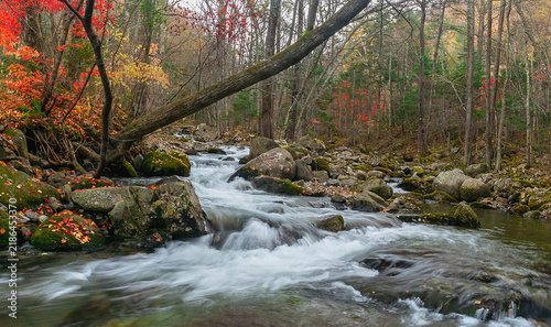 Foto Rocky Smolny Creek flowing through a colorful autumn forest in Primorsky Krai, Russian Far East