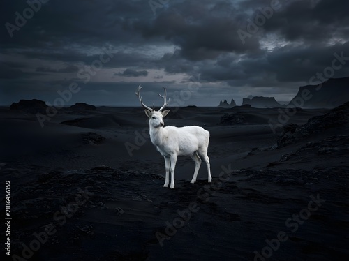 Obraz na płótnie Surreal fine art