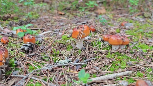 Mushrooms grow in a forest with pine needles and moss during autumn