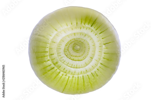 Fototapeta Close up onion slice concentric layers plant cellular structure