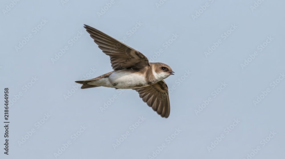 Obraz premium Sand martin flying against clear sky