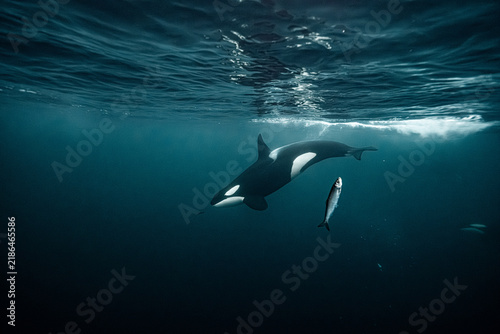Photography Orca chasing herring in arctic norwegian fjord waters
