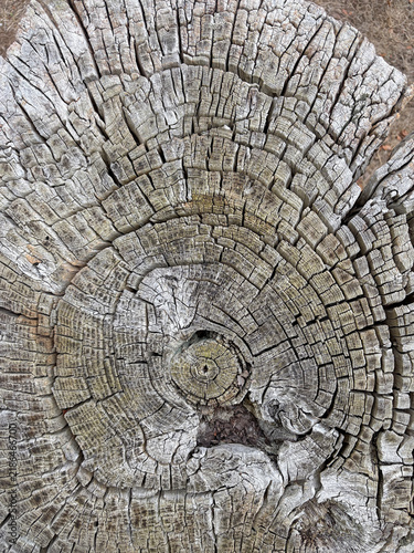 Fotografie corte de un tronco sección de árbol viejo con sus anillos de color gris IMG_8315