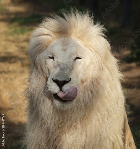 Photography Close-up of a South African white lion in the wild in soft natural light