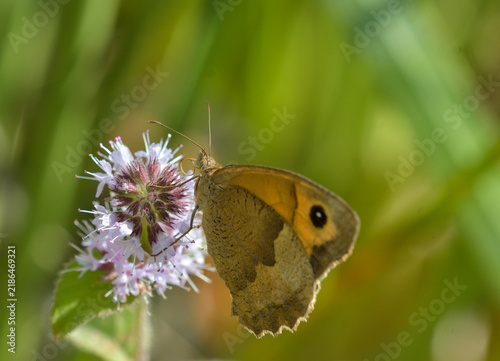 Bild auf Leinwand Closeup of Pyronia tithonus feeding on Mentha aquatica flowers