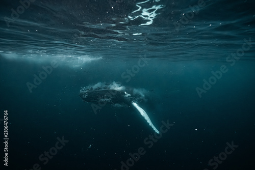 Canvastavla Humpback whale diving in arctic circle waters of norway