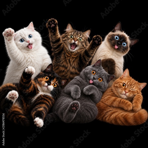 cats posing playfully against black background with paws raised and tongues out, diverse fur colors and patterns creating a humorous, lively composition