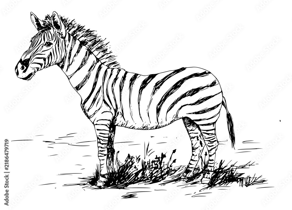 Obraz premium Zebra standing in savanna landscape in hand drawn sketch style