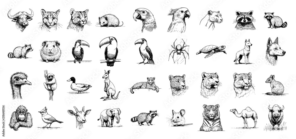 Fototapeta premium Animal kingdom icons and diverse species set in monochrome doodle style