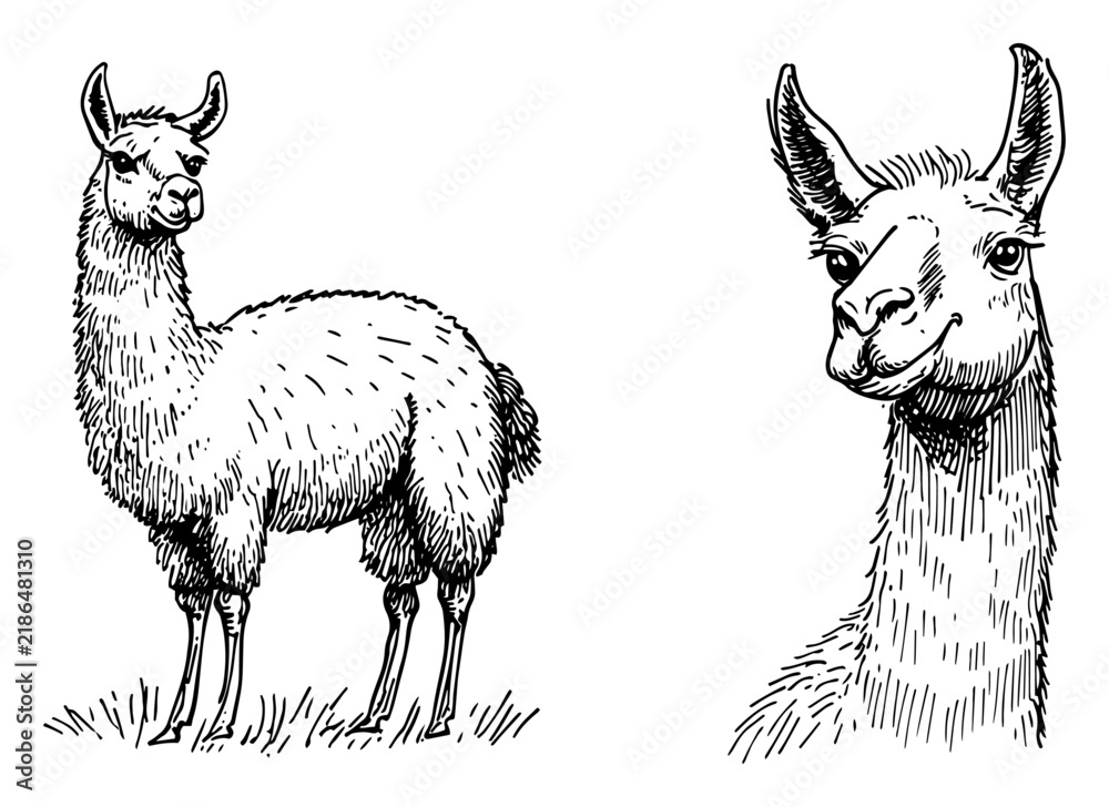 Fototapeta premium Llama full body and portrait head set in vintage woodcut engraving style
