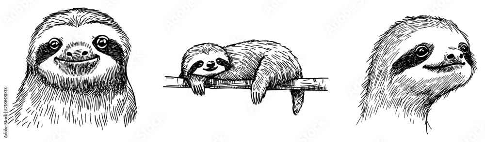 Fototapeta premium Sloth collection featuring portrait heads and animal resting on branch in vintage woodcut engraving style