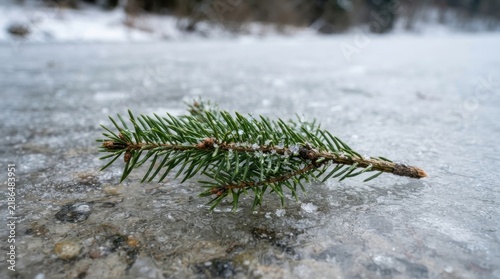 Green pine branch lying on frozen ice surface in winter