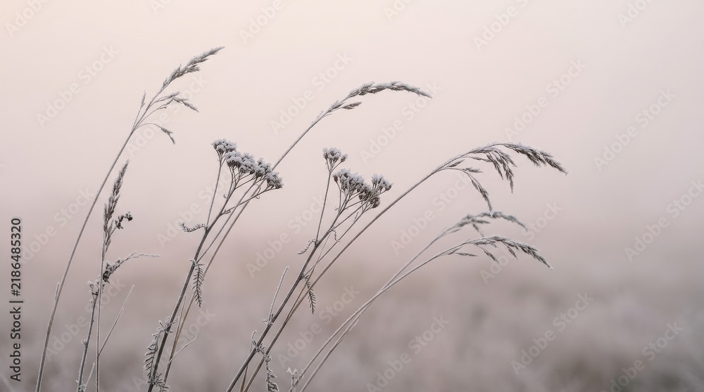 Obraz premium Delicate frost-covered seed stems sway gently in the soft morning light