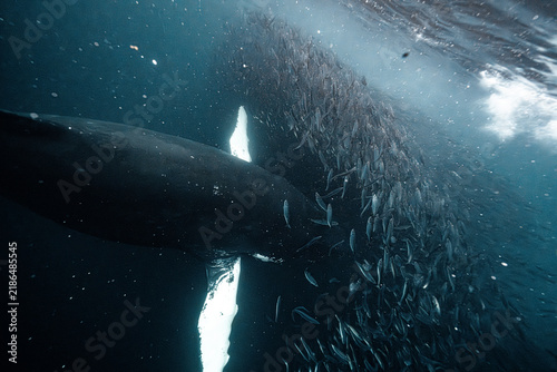 Photography Humpback whale feeding on herring in norway fjord