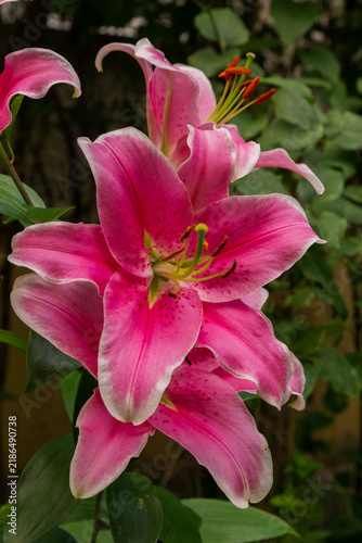 Pink lilies bloom in a garden during springtime with bright colors and clear details