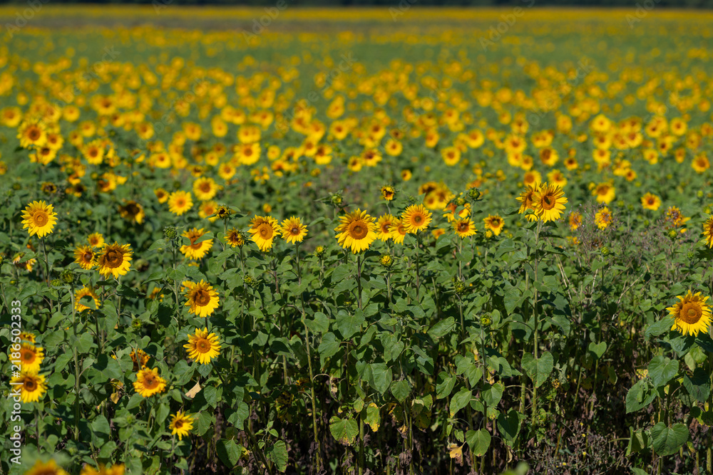 Obraz premium Vibrant sunflower field stretches endlessly under a bright blue sky during a warm summer day