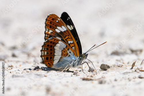 Quadro su tela White Admiral Butterfly (Limenitis camilla) Resting on the Ground