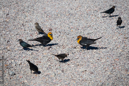 Yellow-headed blackbirds, Nevada