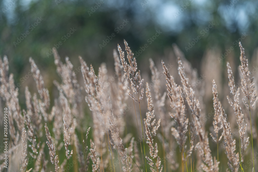 Fototapeta premium Tall grass sways gently in the soft breeze on a sunny day creating a serene landscape filled with nature's beauty
