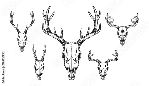 Set of deer and moose skulls with branched antlers for rustic hunting lodge or bohemian wall decor.