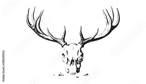 Vintage deer skull with antlers vector illustration for hunting trophies and outdoor design layout.