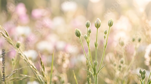 Delicate flower buds standing tall against a bright sunlit background.
