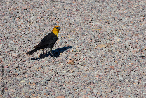Yellow-headed blackbird, Nevada