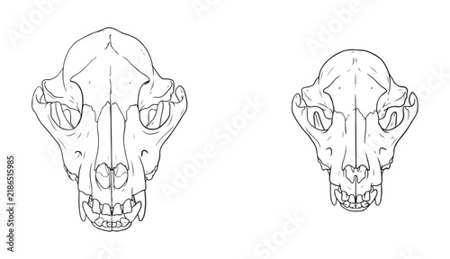 Dog skull outline vectors in two different views for veterinary and educational purposes.