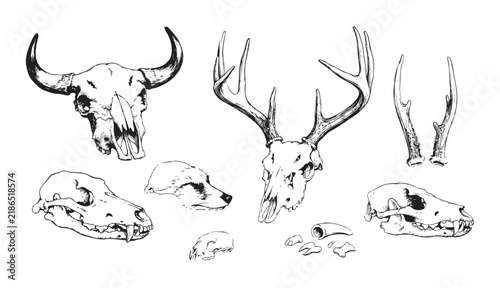 Collection of hand drawn animal skulls and antlers for rustic hunting and wild nature illustrations.