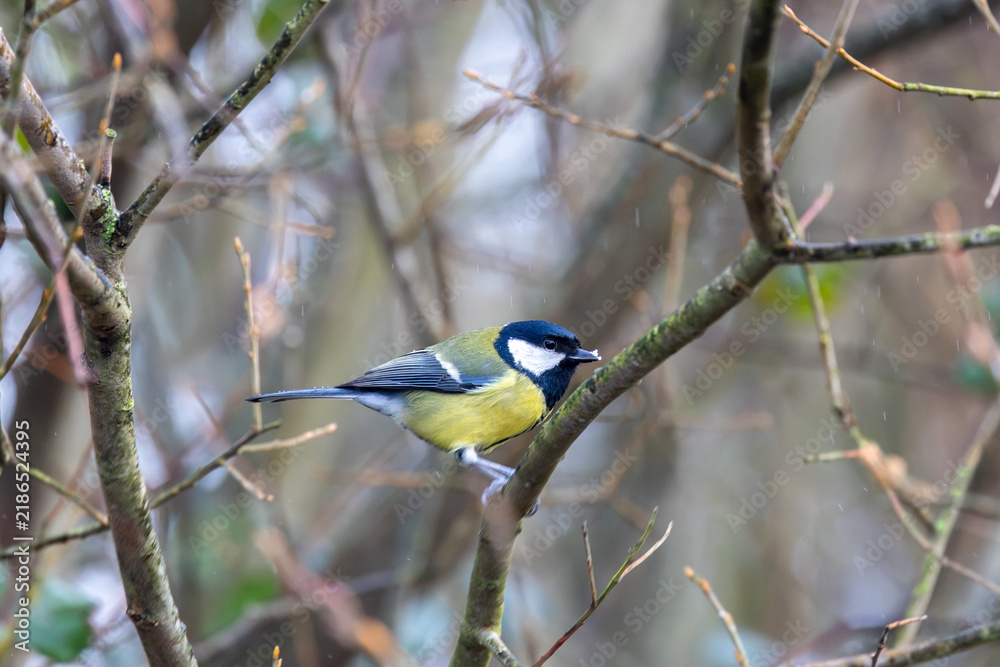 Obraz premium Adult great tit perched in the rain