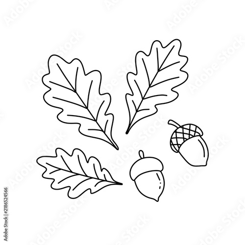 Autumn maple leaf with mushroom and acorn line art illustration