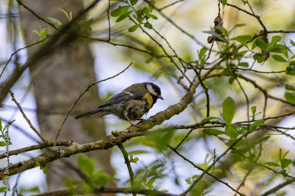 Obraz premium Adult great tit perched on a branch
