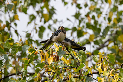 Bild auf Leinwand Juvenile barn swallow perched in a tree