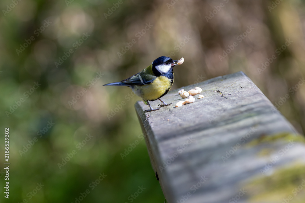 Obraz premium Adult great tit feeding on peanuts