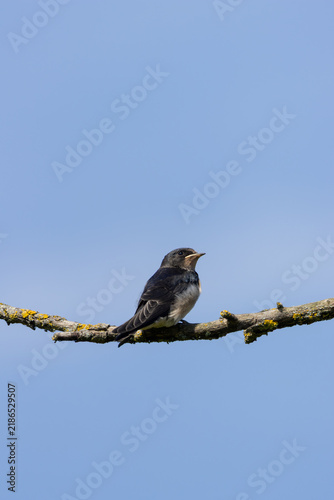 Photography Juvenile barn swallow perched against blue sky