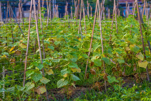 Konstfotografi Organic bitter gourd vine with green foliage growing vertically with support structures in a rural field under fresh morning sunlight