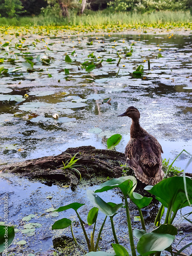 Female mallard duck resting on shore line on pond