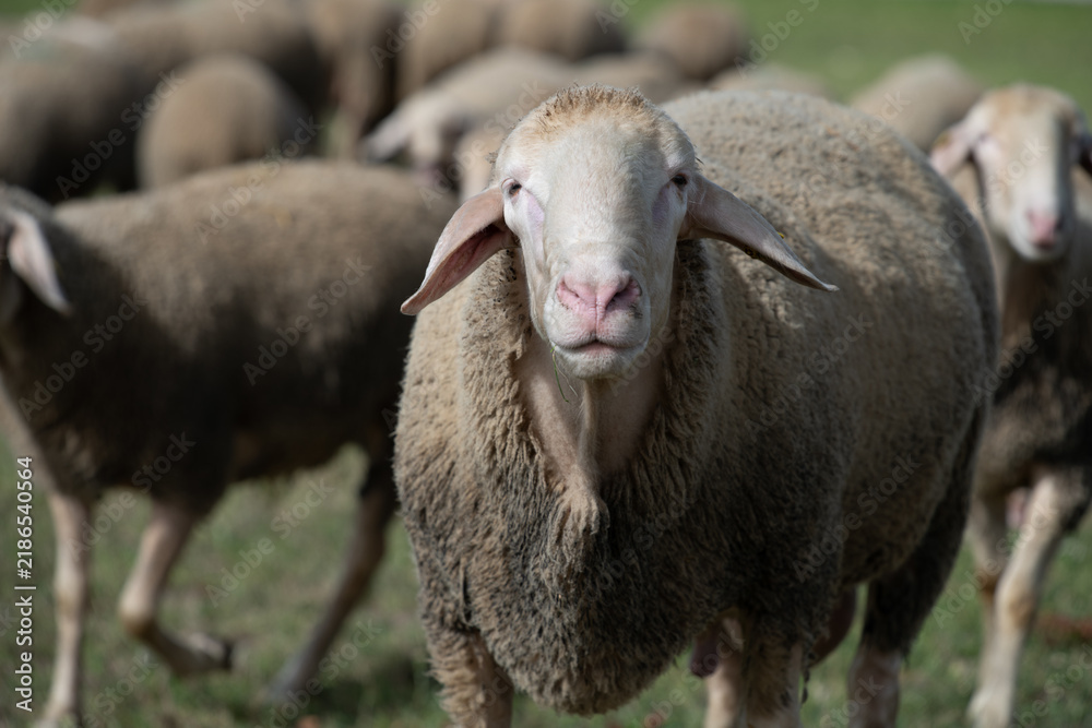 Obraz premium Sheep in a pasture. An older sheep looks at the camera.