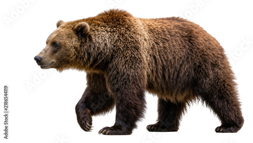 Canvas Print Brown grizzly bear walking, isolated on transparent background