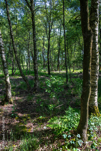 Zwillbrocker Venn Nature Reserve in Germany