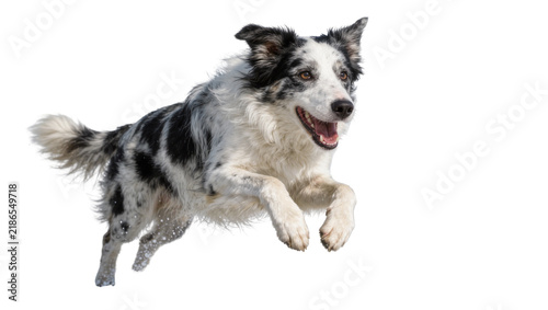 Принти на полотні Energetic black and white Border Collie dog mid-air jump, isolated on transparen