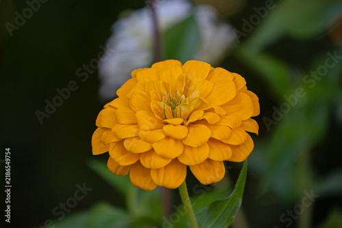 macro of a beautiful yellow Zinnia flower