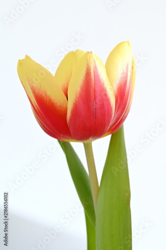 Tapety artystyczne Tulpe