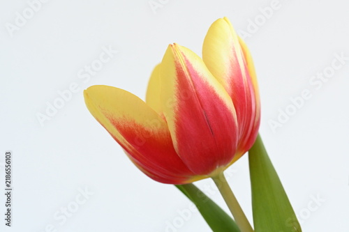 Tapety artystyczne Tulpe